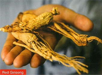 Black ginseng is superior to Red ginseng