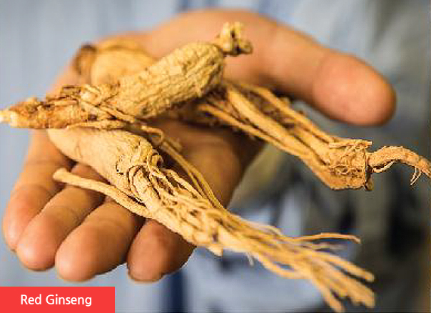 ginseng_img_01 aimee_ginseng_effect